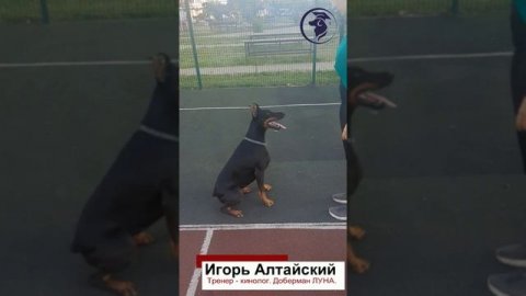 Игорь Алтайский ПОКАЗ РЕЗУЛЬТАТА ДРЕССИРОВКА ДОБЕРМАНА