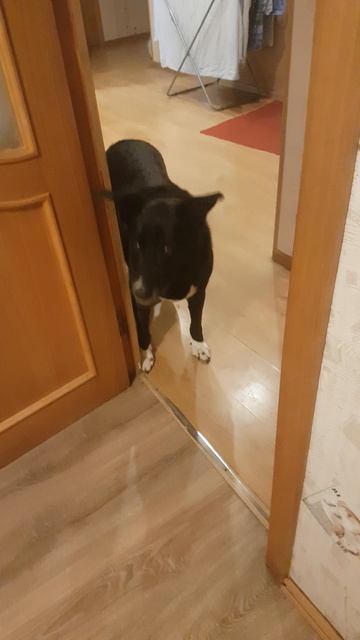 обжорливая собака