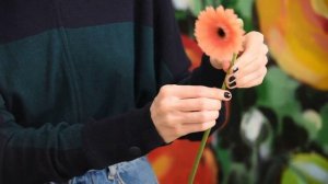 Гербера. Уход, хранение