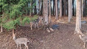 Природный парк: лани и олени