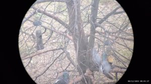 Кормушка для птиц 08.12.2025