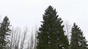 В Подмосковье спилили главную новогоднюю елку страны.