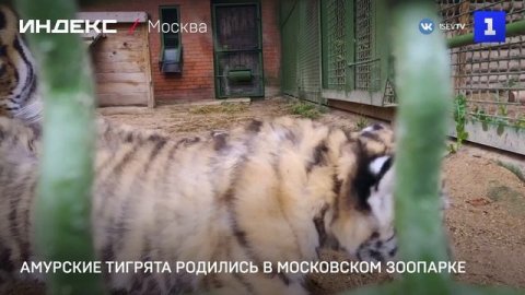 Амурские тигрята родились в Московском зоопарке