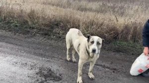 Где-то под Мирноградом