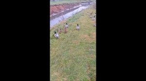 Речка Рогожня в Туле (утки-ноябрь 2025г)