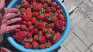 Вопросы и ответы по выращиванию клубники 1