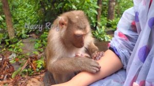 Очаровательная обезьянка Джули ухаживает за рукой Кейти | ASMR - Груминг