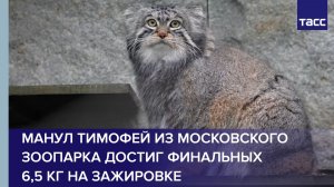 Манул Тимофей из Московского зоопарка достиг финальных 6,5 кг на зажировке
