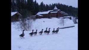 Великий Устюг. Зимние прогулки по современной усадьбе.