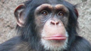 пробуем чипсы и латяо с братом