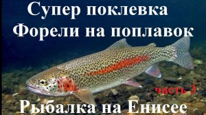 Супер поклевка крупной форели на поплавок. Фрикцион еле выдержал. Рыбалка на Енисее