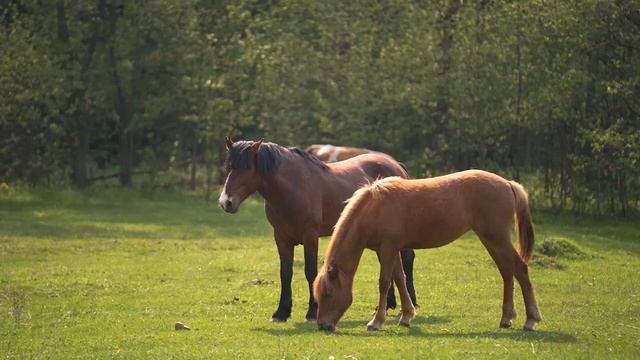 Ишимбайский район край богатой природы и культуры. Якупова Айгуль Мухтаровна.