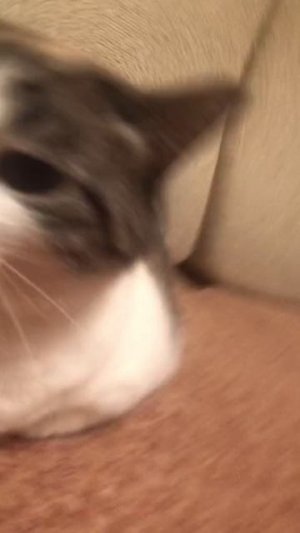 Хорошее настроение с Веселыми Лапками :)