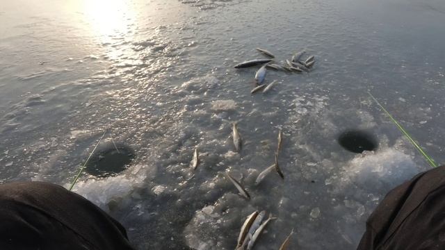 РЫБАЛКА НА ЛОВЧИЕ СНАСТИ / ЧУДО СНАСТЬ КОТОРАЯ КОСИТ РЫБУ #жекарыболов #рыбалка #рыбалкасольда