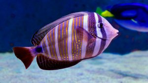 🐠 ОЧЕНЬ КРАСИВАЯ УСПОКАИВАЮЩАЯ МУЗЫКА ДЛЯ СНА 🎵 МЕДИТАТИВНАЯ РАССЛАБЛЯЮЩАЯ МУЗЫКА ДЛЯ ДУШИ