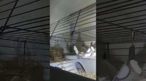 Морская свинка 💝