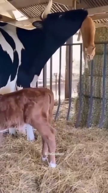 Кошка с теленком доит корову. 
кот корова доит