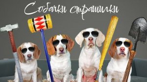 Собачки страшилки. Подборка сцен с забавными собаками.