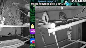 Волнистые попугаи 🦜🦜🦜 | авиарий на балконе📍