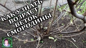 Обрезка смородины  Как точно определить возраст веток