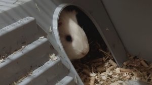 Морская свинка Бися, 08-12-2025