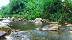 Симфония лесных птиц и ручьев, Расслабляющие звуки природы, Умиротворяющая природа исцеляет Душу, Ра