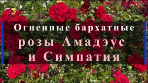 Огненные бархатные розы Амадэус и Симпатия