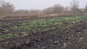 Птицы снова прилетели)) Декабрьские сидераты)) Про посудомойку))