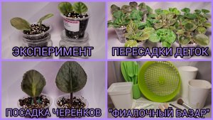 Посадка черенков. Пересадка фиалок. "Фиалочный базар". Эксперимент на Дзене.