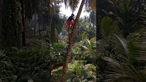 Сбор урожая кокосов возле гостиницы, где живут универсологи на Гоа, Индия, 8.12. Мир Универсологии