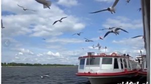 Песня без слов. Идея и монтаж Татьяны Пантелеевой.