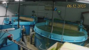 Рыбхозяйство в Челябинске. Форель, осётр, раки. Покупка малька янтарной и радужной форели.