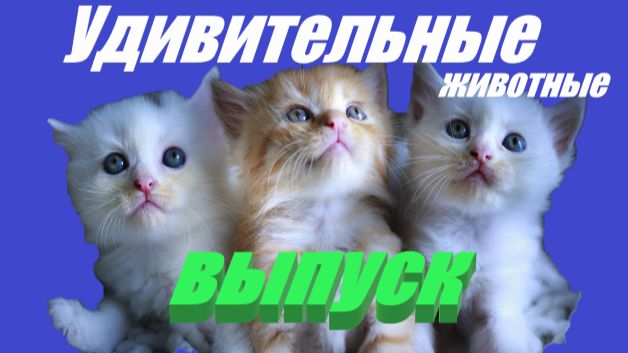 Удивительные животные