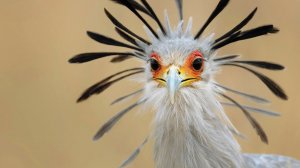 Птицы Африки: Экзотические, Необычные и Невероятные Африканские Птицы