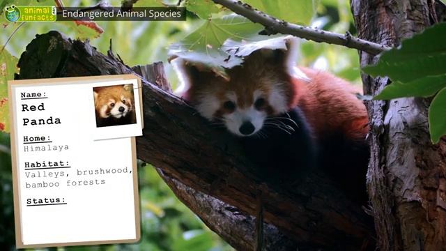 Endangered Animal Species - Animals for Kids - Educational Video смотреть онлайн