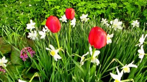 Нарцисы, тюльпаны, бодан и ветреница