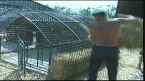 Чудный Модульный свинарник  Горизонт-2 Товарное Свиноводство.