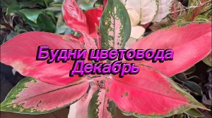 Будни цветовода. Пересадка монстеры и стрелиции, обзор ярких растений