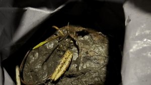 Зимовка Нимфей в подвале 25.02.2024 г.