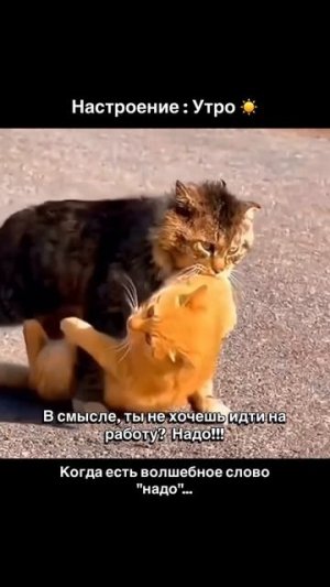 #животные #милота #прикол #смешно #коты #забавно #топ #рек