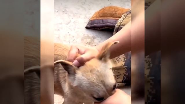 «Чудесное спасение: собака плачет от счастья после освобождения из капкана»