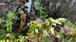 Голова идет кругом.  Лес, жара, НАХОДКИ, грибы