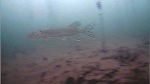 Я ИЗ СВЕРЛИЛ ВСЁ ОЗЕРО . УМИРАЮЩИЙ пруд в лесу . ПОДВОДНАЯ съёмка Окунь и Щука существует .