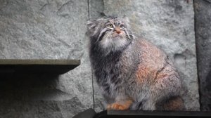 Манул Тимофей из Московского зоопарка завершил зажировку к зиме