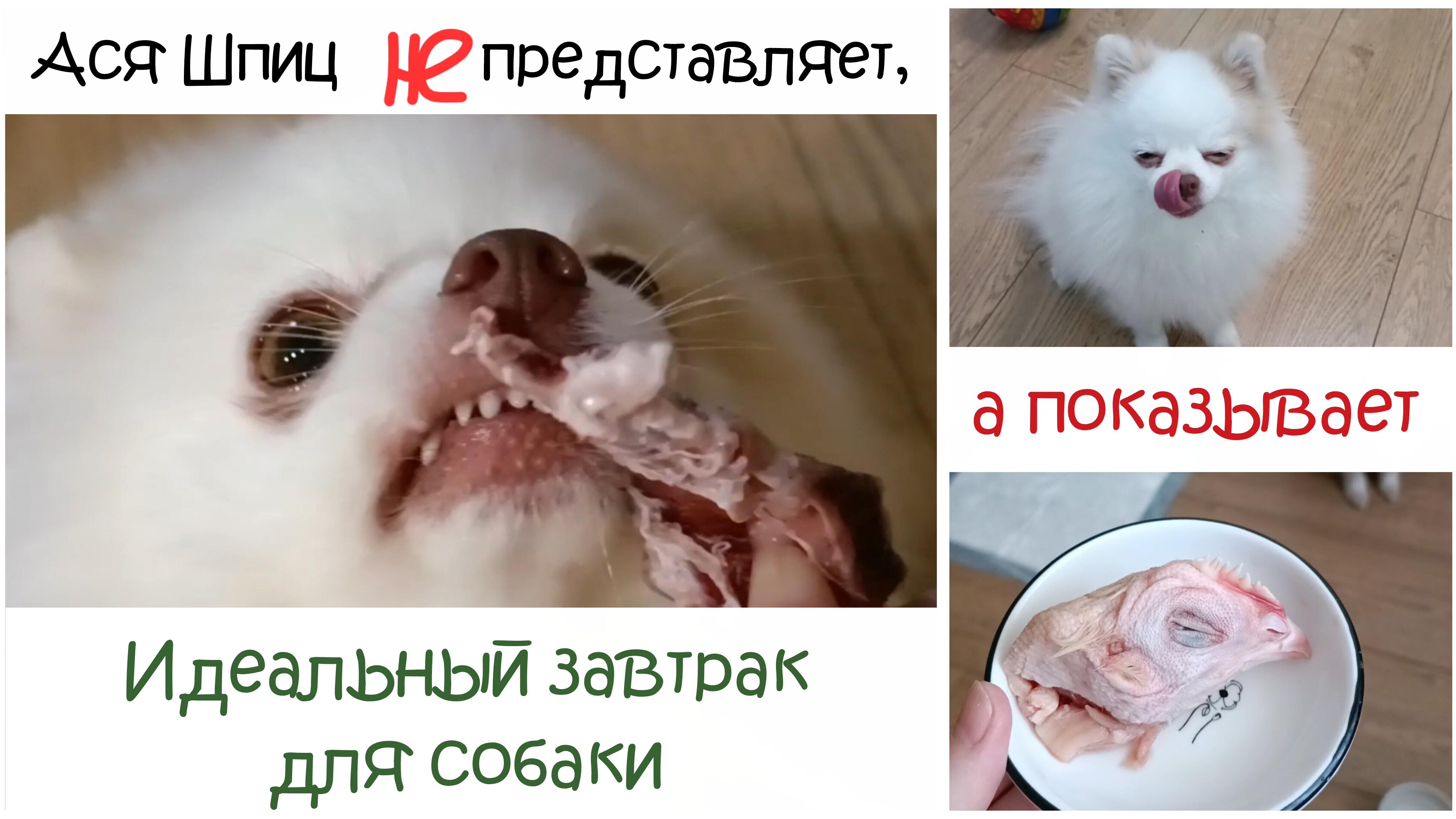 Чем кормить шпица? Идеальный завтрак для собаки на натуралке смотреть онлайн