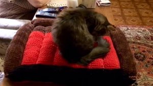 2025.12.07 - Кошкина лежанка - мой эксперимент