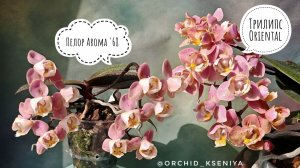 Пелорики Aroma '68 и Oriental (Oranje) Парфюмерная фабрика 🌸Ароматные орхидеи с пятнистыми листьями