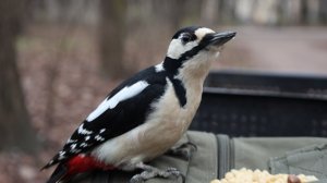 Немного о дятле