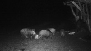 Шепот леса: забавные звуки кормящихся диких кабанов