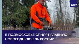 В Подмосковье спилят главную новогоднюю ель России